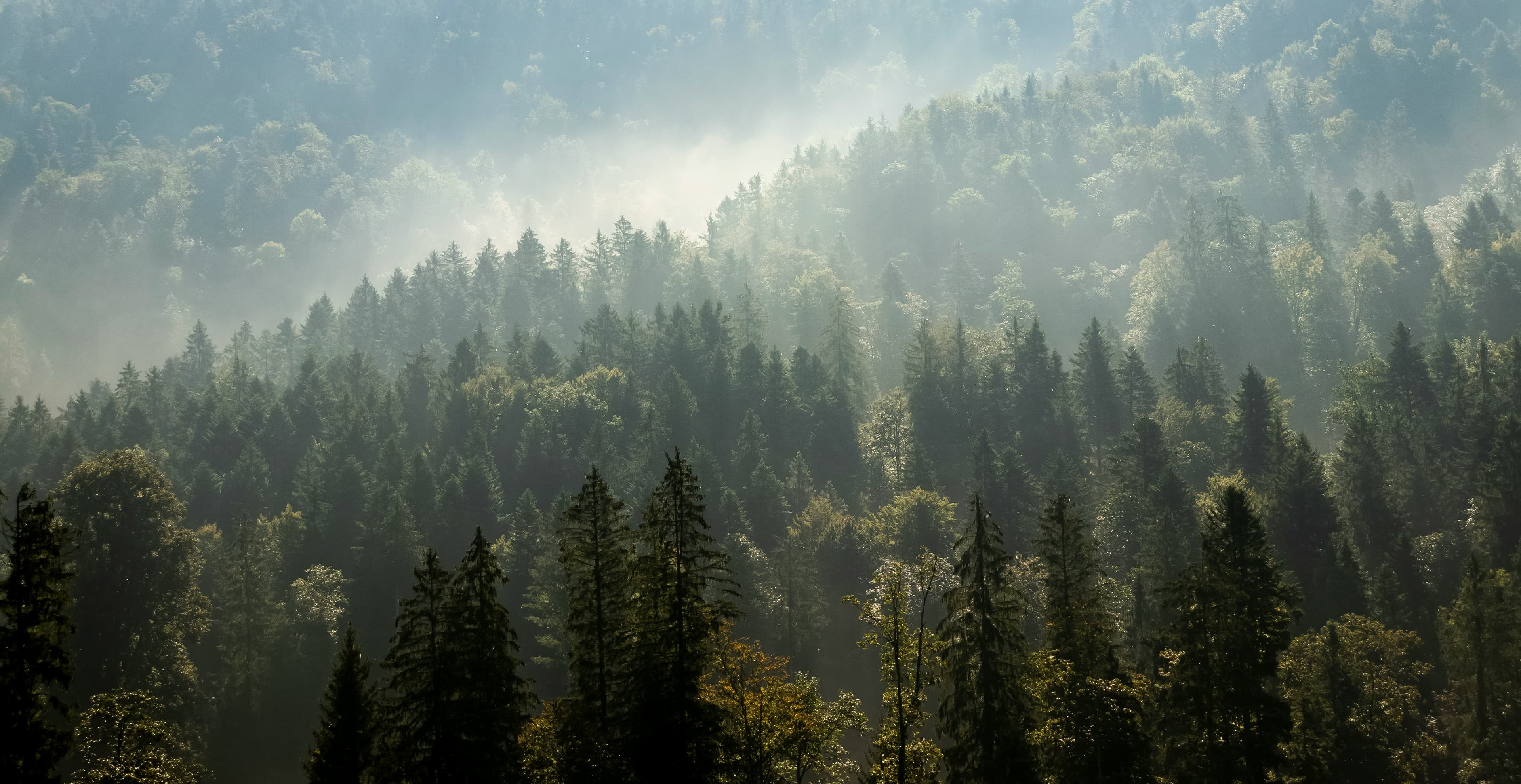 Morning mist drifting through a dense evergreen forest
